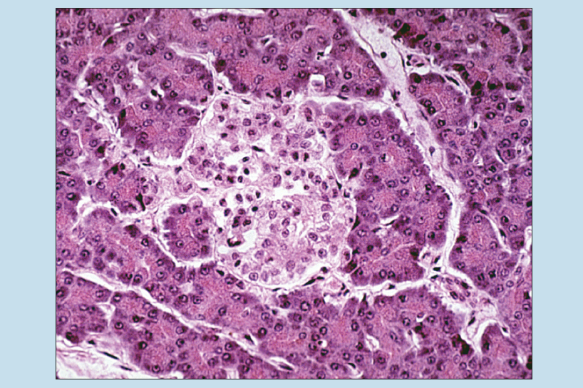 Slide image of endocrine pancreas (Islets of Langerhans) at 200X magnification.