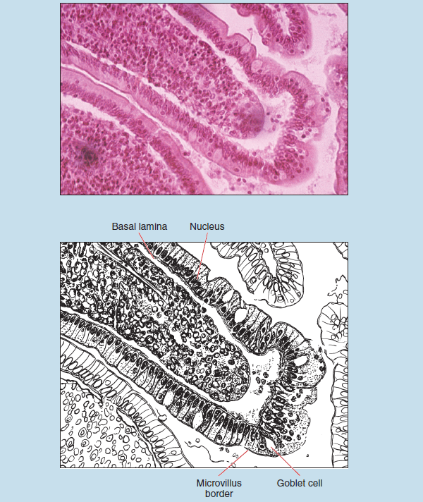 Two images of the simple columnar epithelium of duodenal villi at 100X magnification. The upper image is a microscope slide, the lower is a sketch of the same tissue. The sketch is labelled to show basal lamina, nucleus, mircrovillus border, and goblet cell.