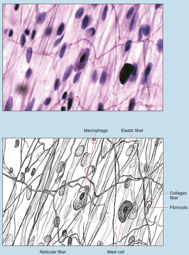 Two images showing loose, irregular connective tissue (mesenteric spread) at 250X magnification. The upper image is a microscope slide, while the lower is a sketch of the same tissue. The sketch is labelled to show macrophage, elastic fiber, collagen fiber, fibrocyte, mast cell, and reticular fiber.