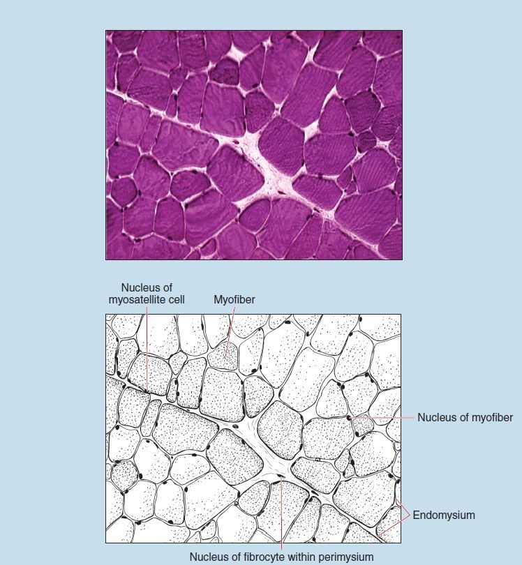 muscle tissue sections
