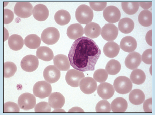 Figure 9-3 is a slide image of a monocyte (Wright stain) at 350X magnification.