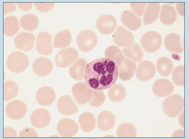 Figure 9-6 is a neutrophilic granulocyte (Wright stain) at 350X magnification.