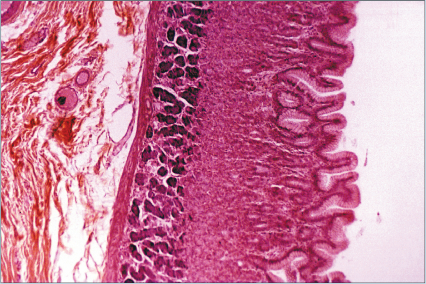 Slide image of fundic stomach - 50× magnification