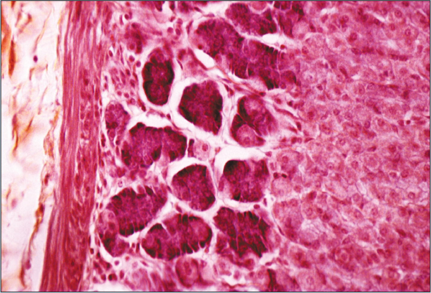 Slide image of fundic stomach - 100× magnification