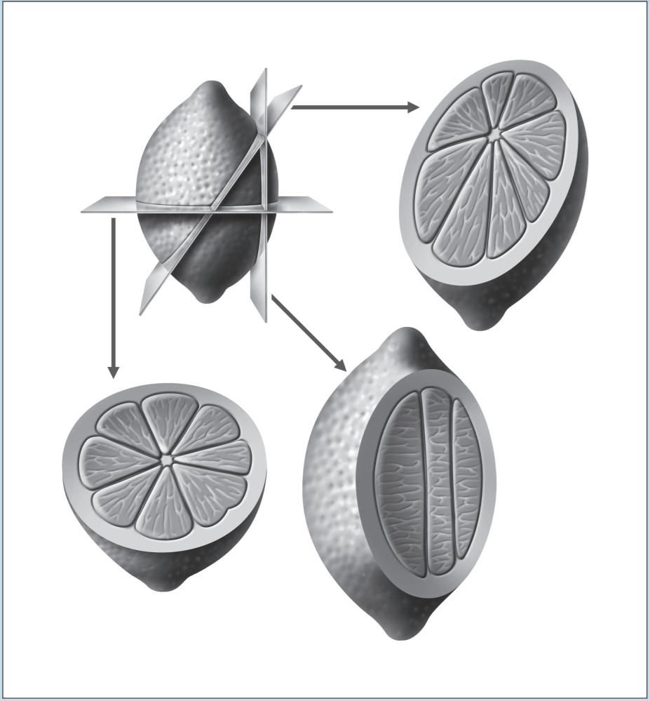 Diagram representing different sectional views of a lemon, based on plane of section.