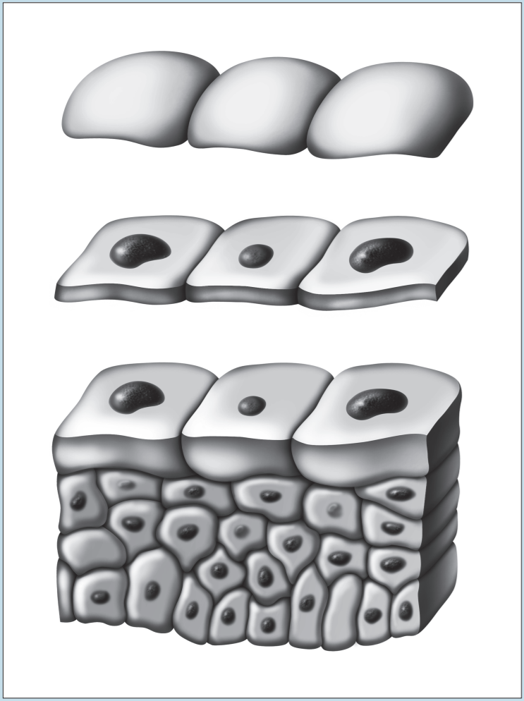 Diagram representing how the plane of section will alter the view of a tissue, depending on the level of sectioning.