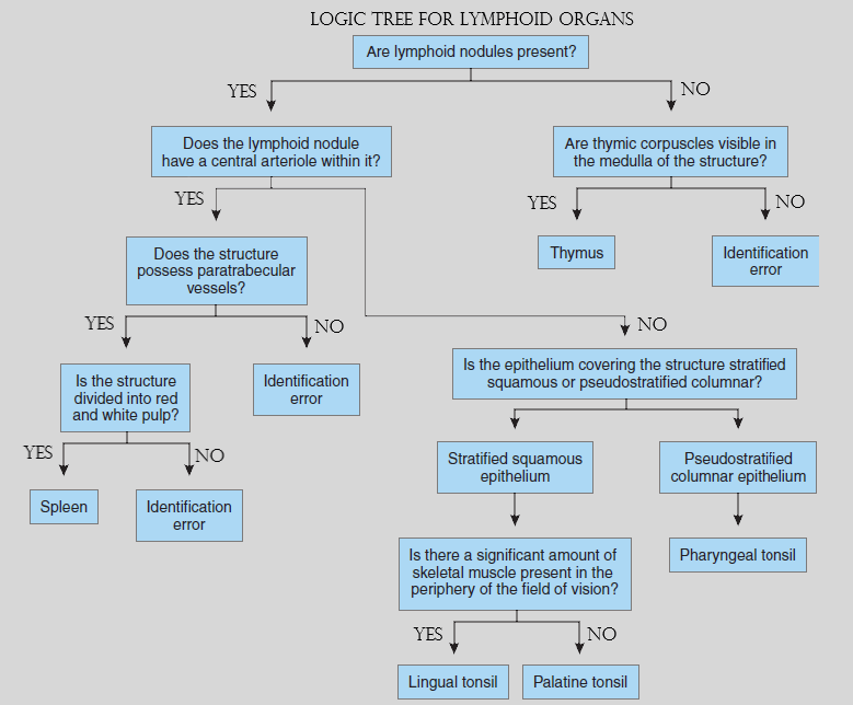 Logic tree for identifying organs.