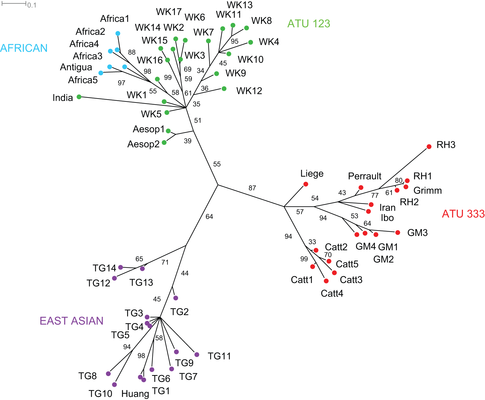 Fig. 4.7: Tree returned by the phylogenetic analysis of ATU 123 and 333