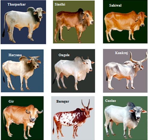 Figure 5.3 There are many variations of the basic MOOC designs Image: © Dairy Cattle, India, 2014© Dairy Cattle, India, 2014