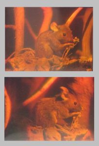Two photographs of a single hologram taken from different viewpoints (Lay, G-J., 2011)