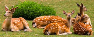 Deer