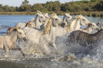 Horses Running in a River