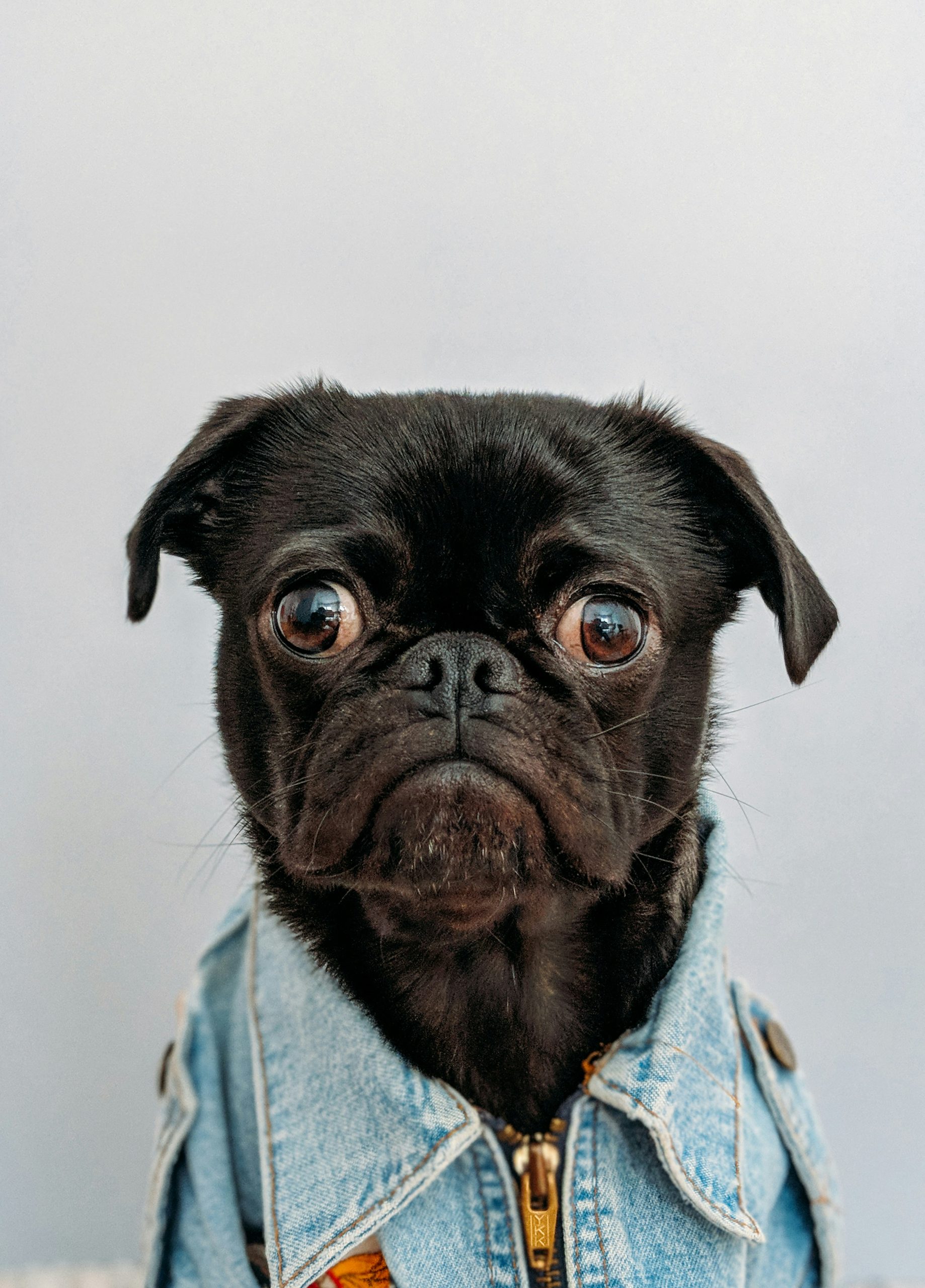 Picture of a pug dog in a jean jacket