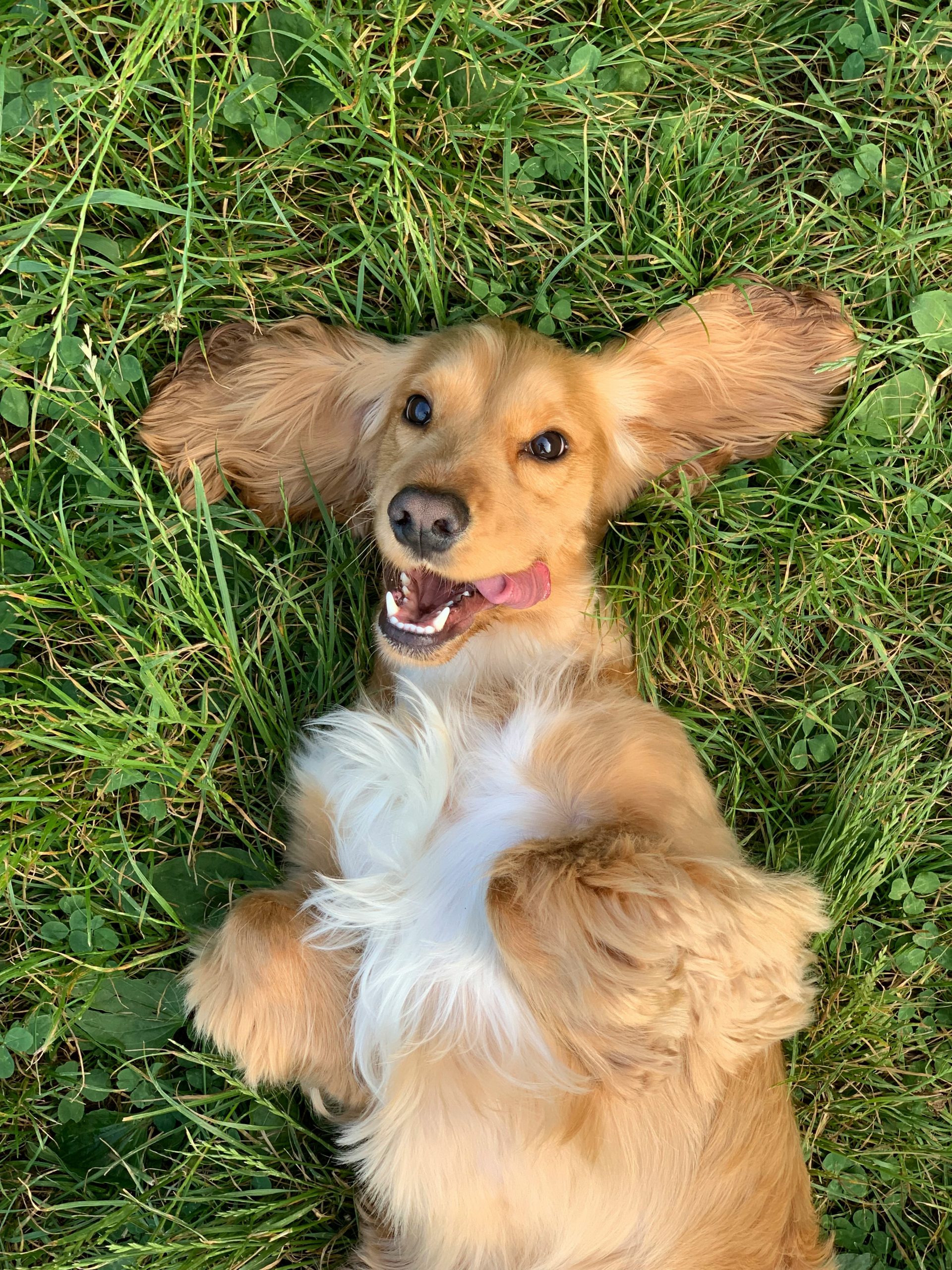 Photo shows an image of a dog with floppy ears lying in the grass on their back