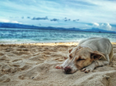 Dog on Beach
