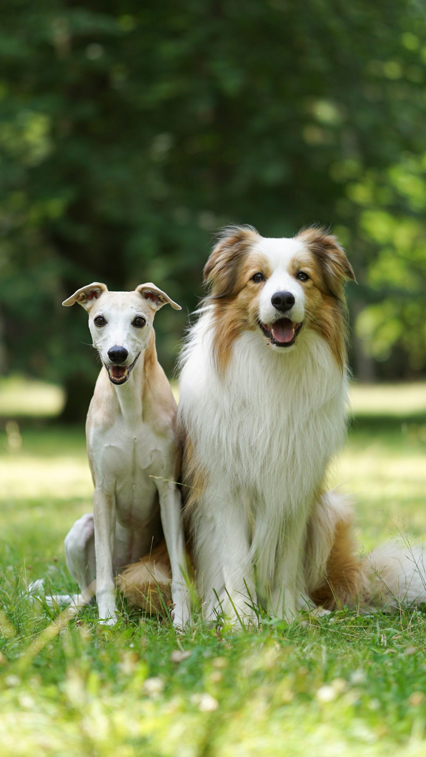 Photo shows two dogs sitting side by side
