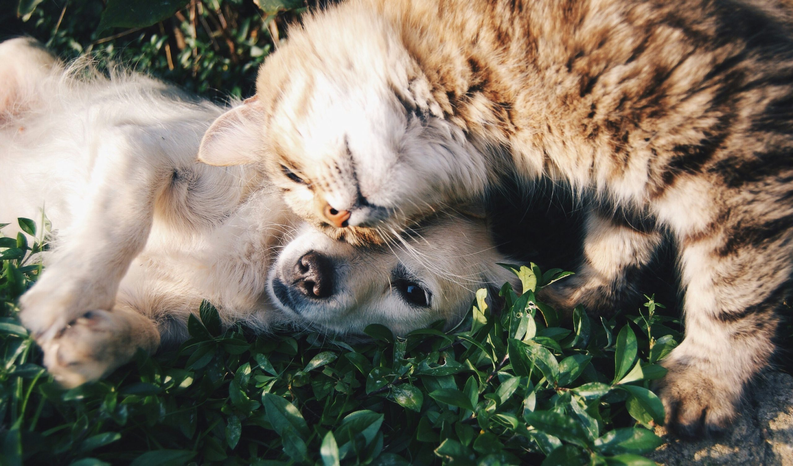Photo shows a cat snuggling with a dog