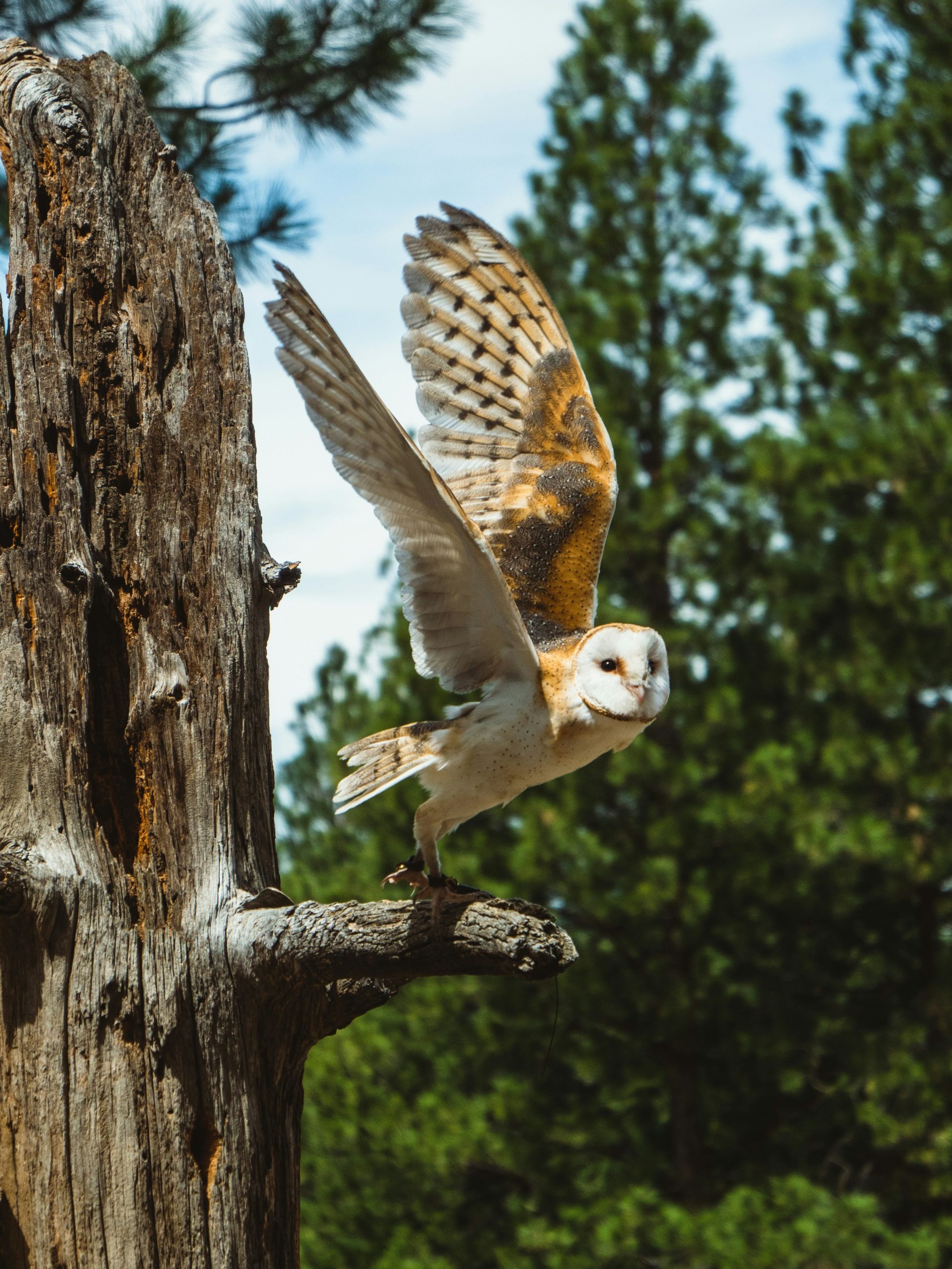 Photo of owl taking flight