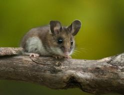deer mouse picture