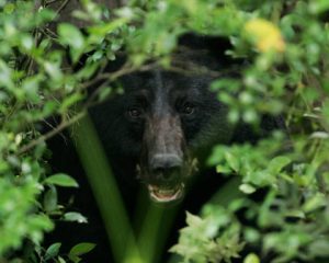 Black bear in the bushes (Steve Hillebrand, USFWS)