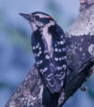 downy woodpecker from U.S. Fish and Wildlife Service
