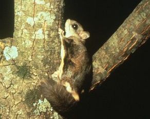 Flying squirrel at night in a tree (USFWS photo)
