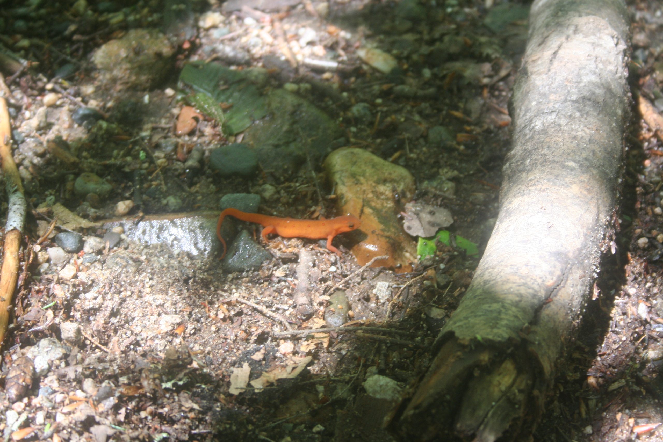 Salamander on forest floor