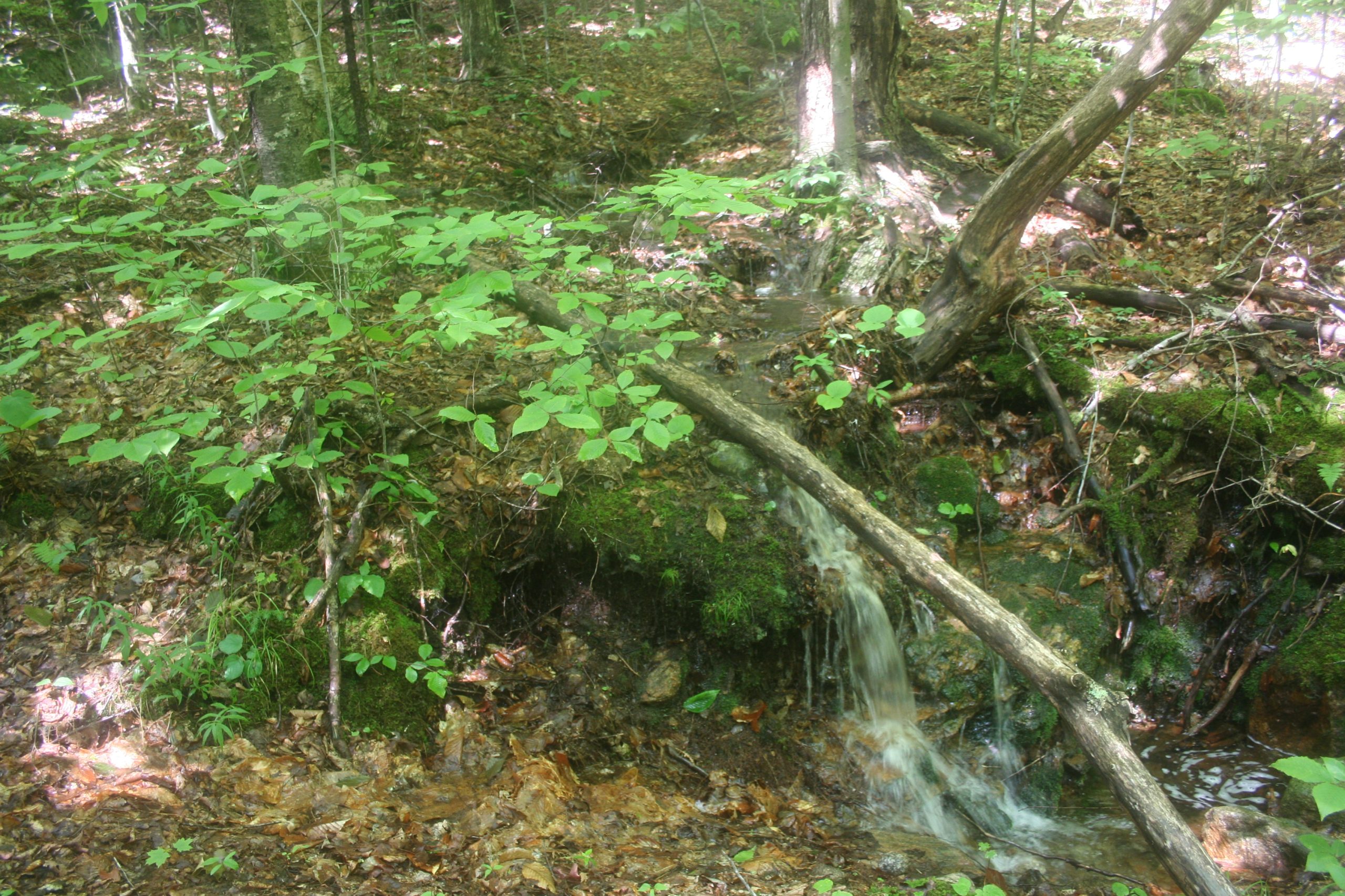 hubbard brook pix streambed rocks trees HB forest