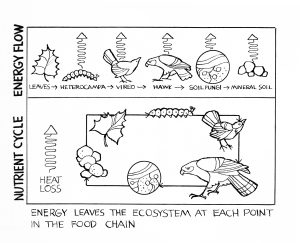 p.77 nutrient cycle corrected