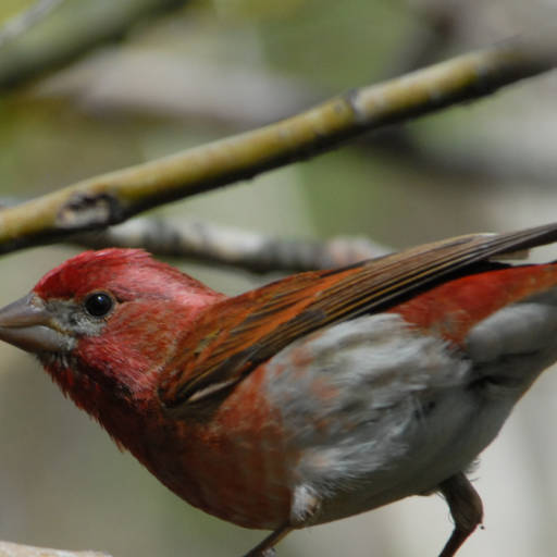 Purple Finch (from U.S. Fish and Wildlife Service)