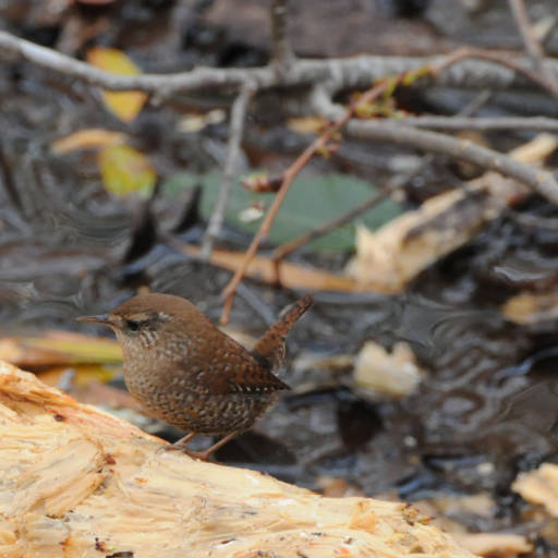 winter wren from fish and wildlife service