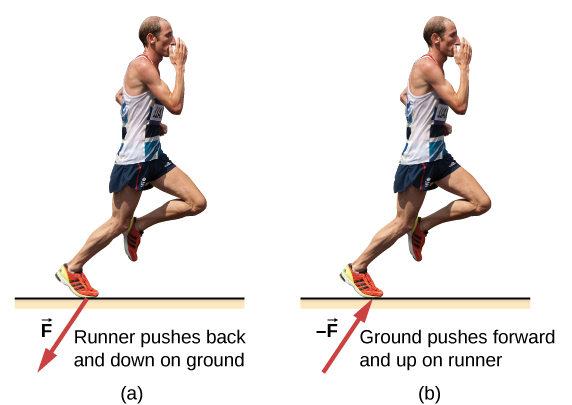 Figure a shows the picture of a runner, labeled, runner pushes back and down on ground. An arrow labeled F from his foot points down and left. Figure b is labeled, ground pushes forward and up on runner. An arrow labeled âF points up and right, towards his foot.