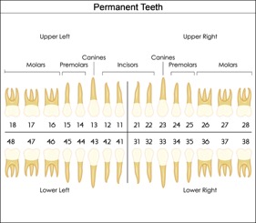 Canadian Tooth Numbering System