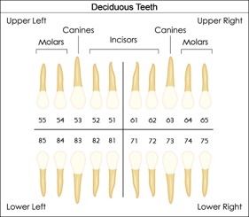 The International Tooth Numbering System – Oral & Maxillofacial Surgery ...