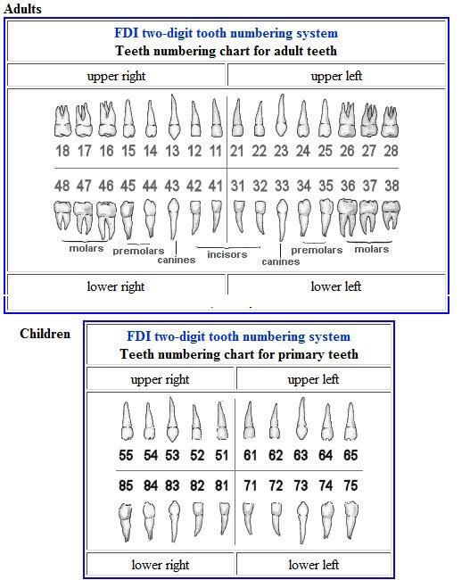 teeth numbers quadrants