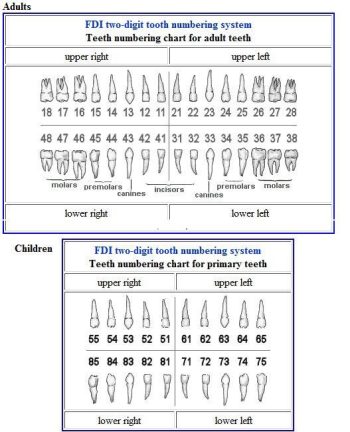 The International Tooth Numbering System (FDI) – Oral & Maxillofacial ...