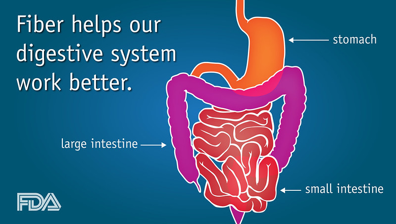 Fiber supports your digestive system: Stomach, small intestine, large intenstine