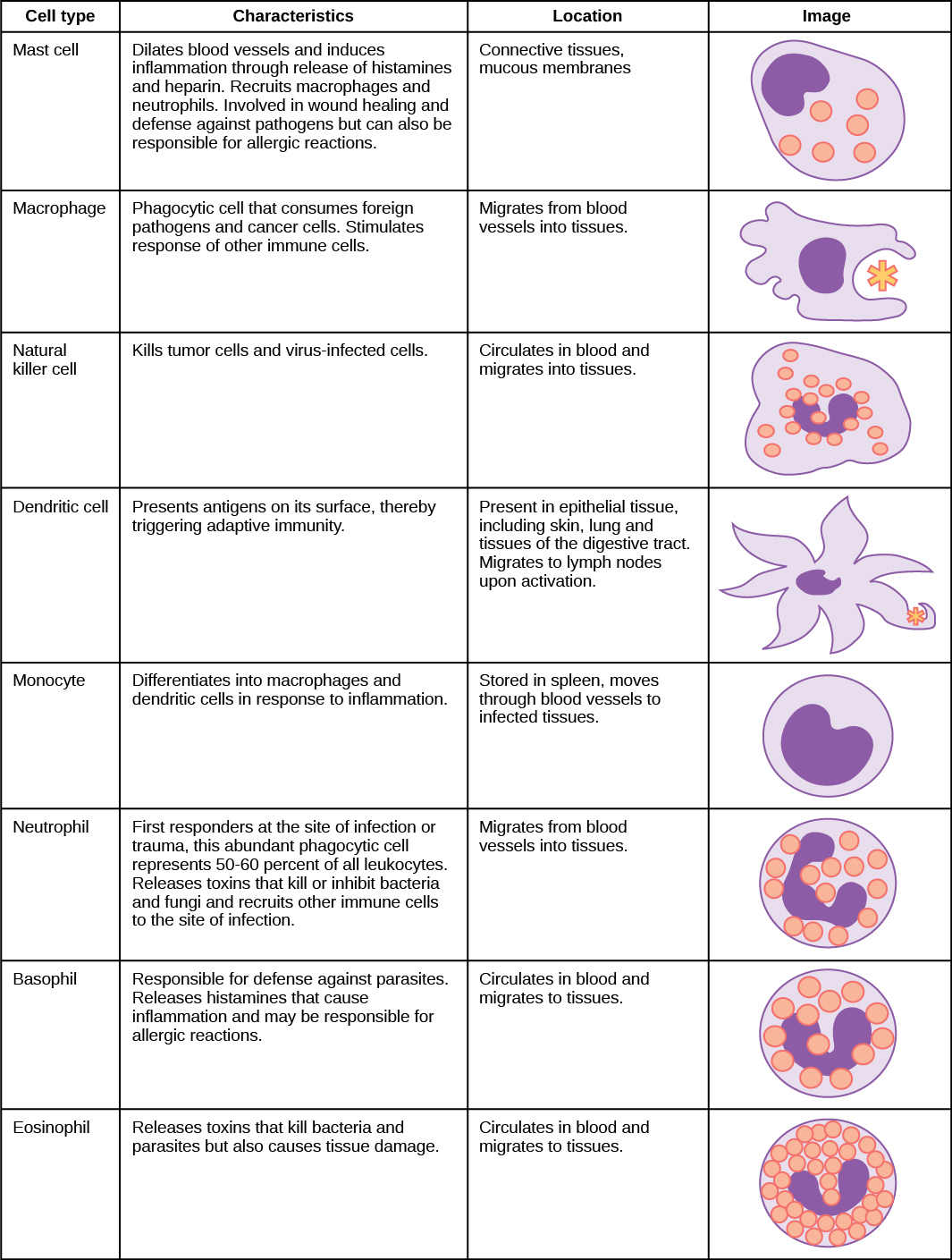 Various types of white blood cells and describes their function. Mast cells, natural killer cells, neutrophils, basophils and eosinophils are all filled with granules and have a horseshoe-shaped nucleus. Macrophages are irregular in shape, with a round nucleus. Dendrites have star-like projections and a small horseshoe shaped nucleus. Mast cells dilate blood vessels and induce inflammation through release of histamines and heparin. They also recruit macrophages and neutrophils, and are involved in wound healing and defense against pathogens, but can also be responsible for allergic reactions. They are found in connective tissue and mucous membranes. Macrophages are phagocytic cells that consume foreign pathogens and cancer cells. They stimulate response of other immune cells and migrate from blood vessels into tissues. Natural killer cells kill tumor cells and virus-infected cells. They circulate in blood and migrate into tissues. Dendritic cells present antigens on their surface, thereby triggering adaptive immunity. They are present in tissues in epithelial tissue, including skin, lung and tissues of the digestive tract. Migrate to lymph nodes upon activation. Monocytes differentiate into macrophages and dendritic cells in response to inflammation. They are stored in spleen, move through blood vessels to infected tissues. Neutrophils are first responders at the site of infection or trauma, these abundant phagocytic cell representing 50-60% of all leukocytes. Release toxins that kill or inhibit bacteria and fungi and recruit other immune cells to the site of infection. They migrate from blood vessels into tissues. Basophils are responsible for defense against parasites. They release histamines that cause inflammation and may be responsible for allergic reactions. They circulate in blood and migrate to tissues. Eosinophils release toxins that kill bacteria and parasites but also causes tissue damage. They circulate in blood and migrate to tissues.