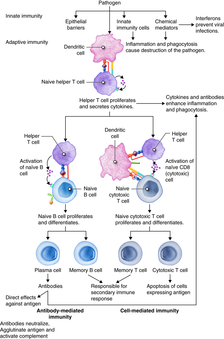 Chapter 11: Immune System, Infectious Diseases, and STD's/STI's - Introduction to Health (OER)