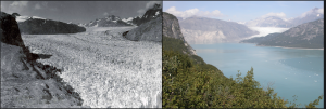 The Muir glacier in alaska has been drastically reduced from 1941 to 2004