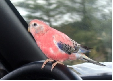 parrot sitting on a steering wheel