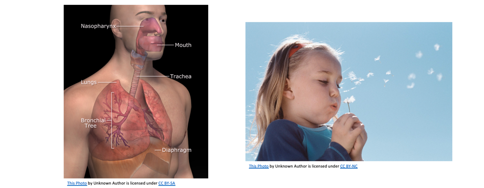 pulmonary system image next to a child blowing a dandelion