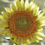 Sunflower with golden ratio overlay