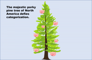 A pine tree with pigs instead of pinecones, reading: "The majestic porky pine tree of North America defies categorization."