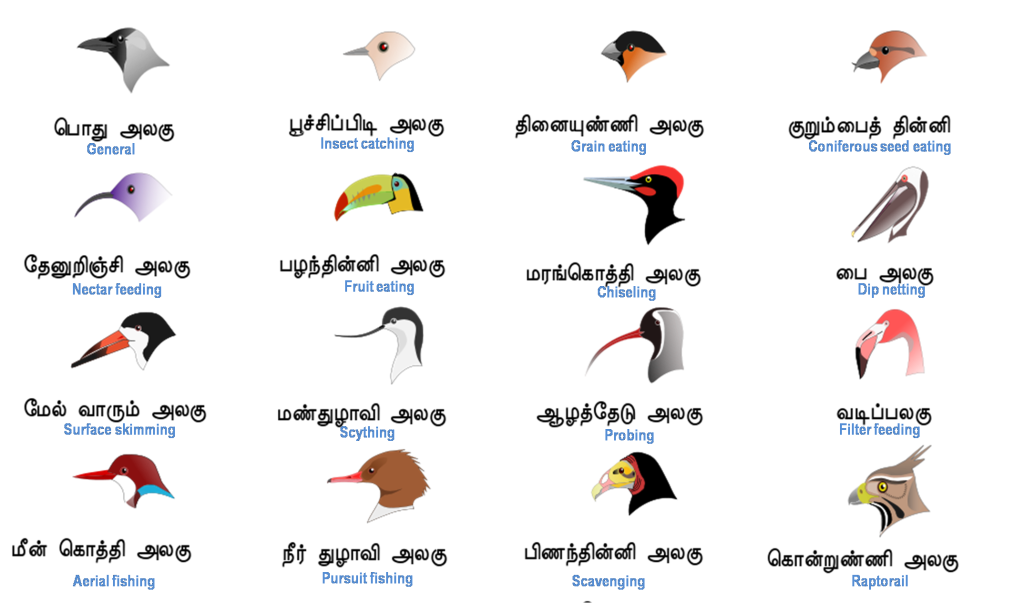 beak1-1024x603