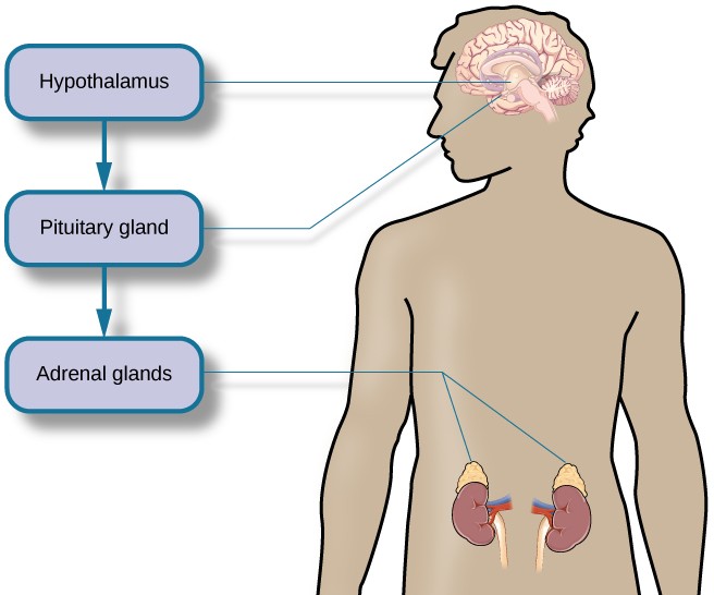 A figure shows an outline of the human body that indicates various parties of the body related to the hypothalamic-pituitary-adrenal axis. The hypothalamus, pituitary gland, and adrenal glands are labeled. There is an arrow from hypothalamus to pituitary gland and another arrow from pituitary gland to adrenal glands. These arrows represent the flow between these organs.