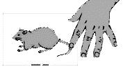 rat catch