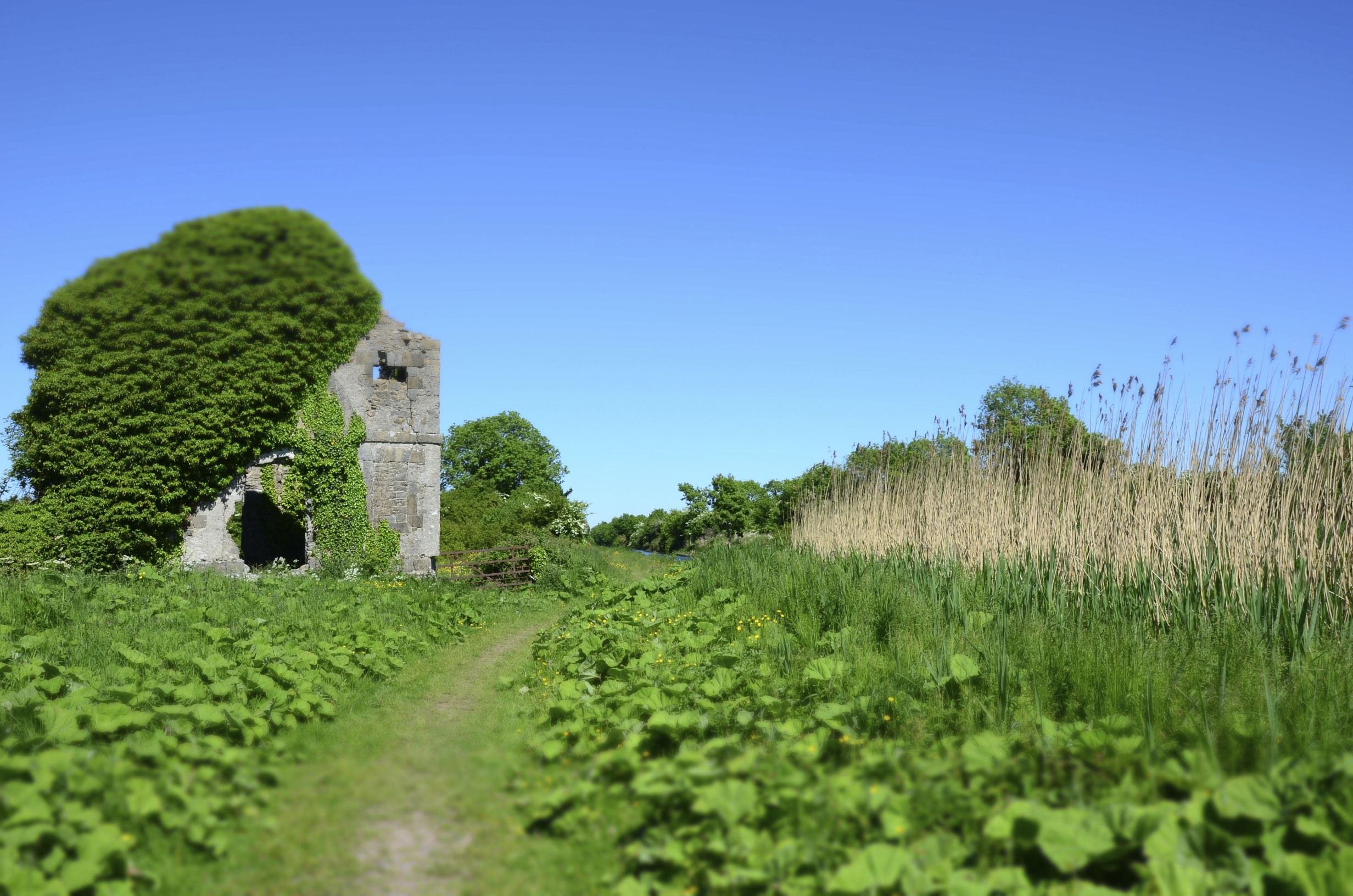 Near Hazelhatch. Photo: Fergal Flannery