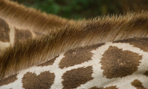 Close up of two giraffe necks