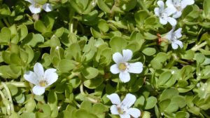 Bacopa Monnieri